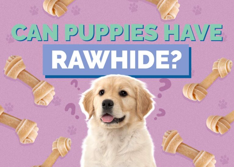 can-puppies-have-rawhide-benefits-substitutes-faq-hepper