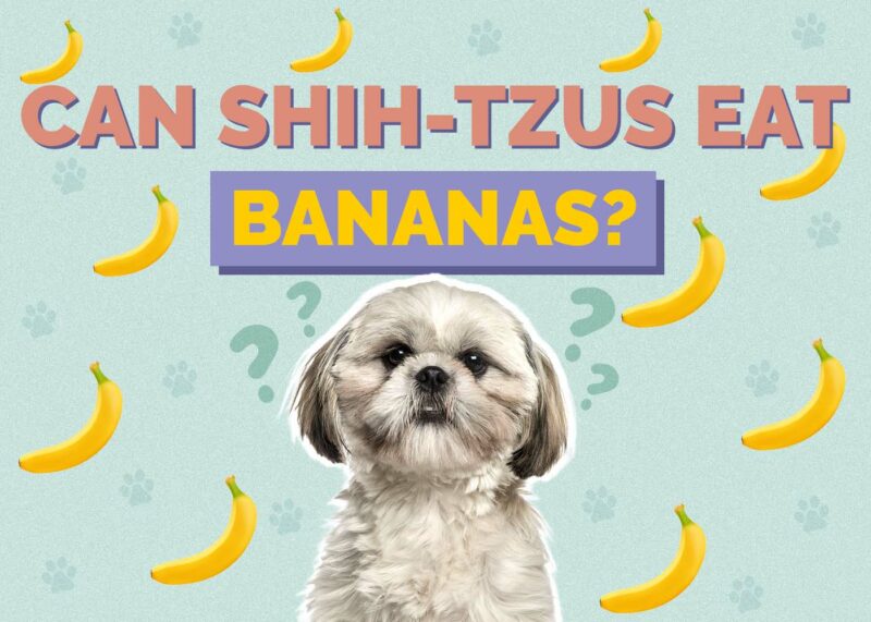 Hepper_Can Shih Tzus Eat_Bananas