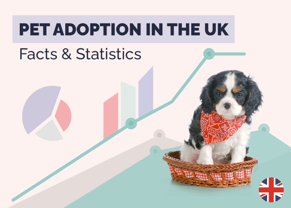 Pet Adoption in the UK Statistics