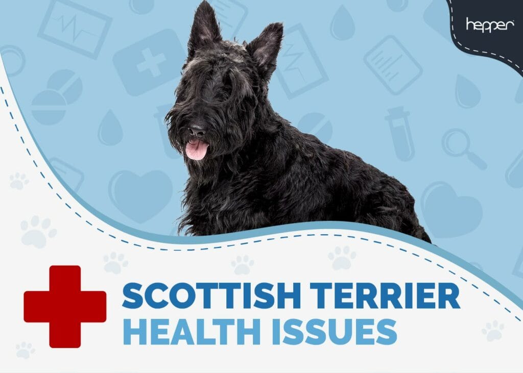 Scottish Terrier Health Issues to Watch For