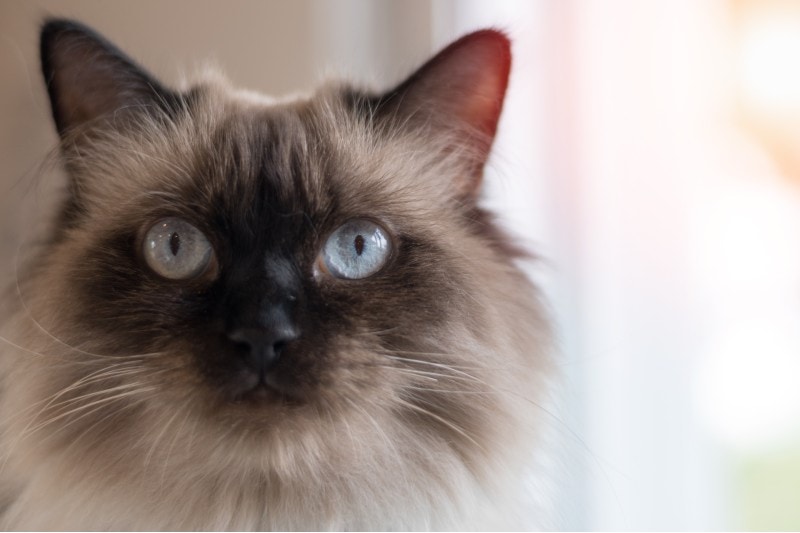 Himalayan cat face closeup shot