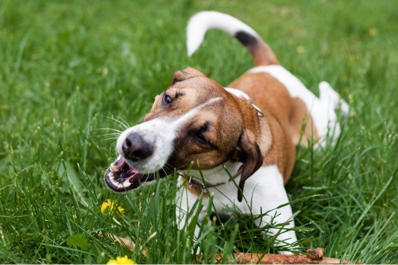 Jack Russell Terrie dog eating grass