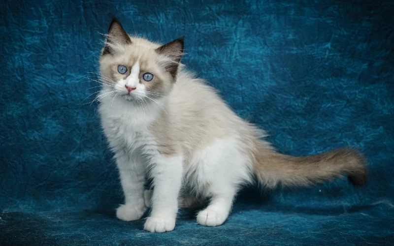 Lilac Ragdoll Cat Facts Origin History With Pictures Hepper Pet Lilac Ragdoll Cat Facts Origin History With Pictures Hepper Pet
