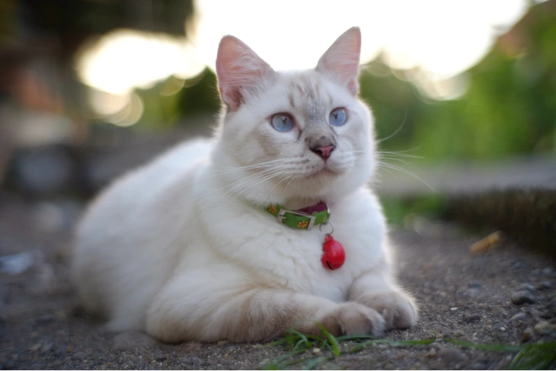 Lilac Point Ragdoll cat
