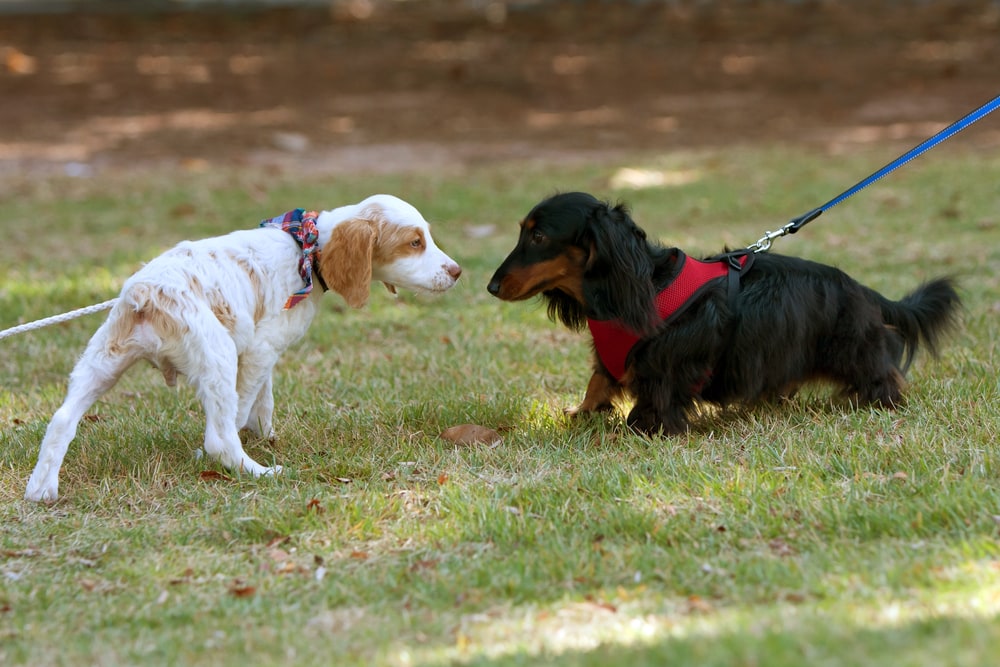 Long-hared Dachshund and white dog socializing in park