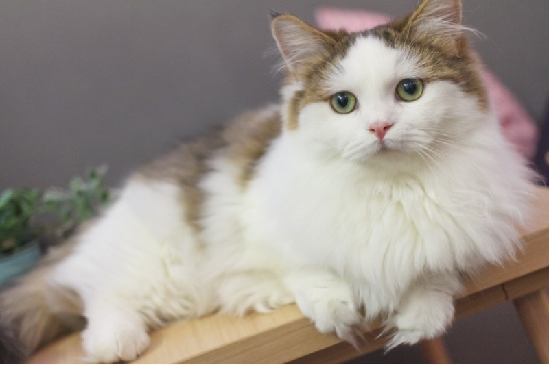 Long-haired Munchkin lying on a table