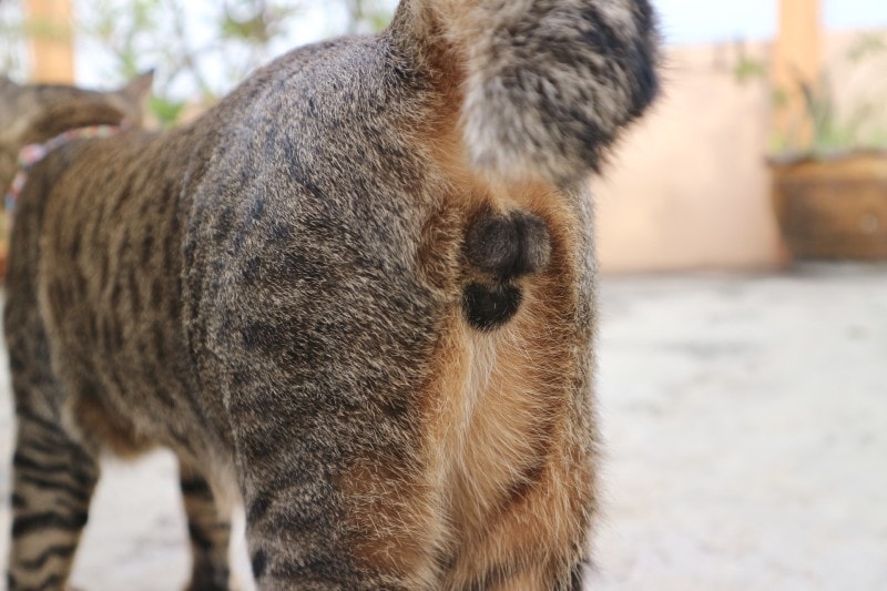 Male cat’s butt/anal