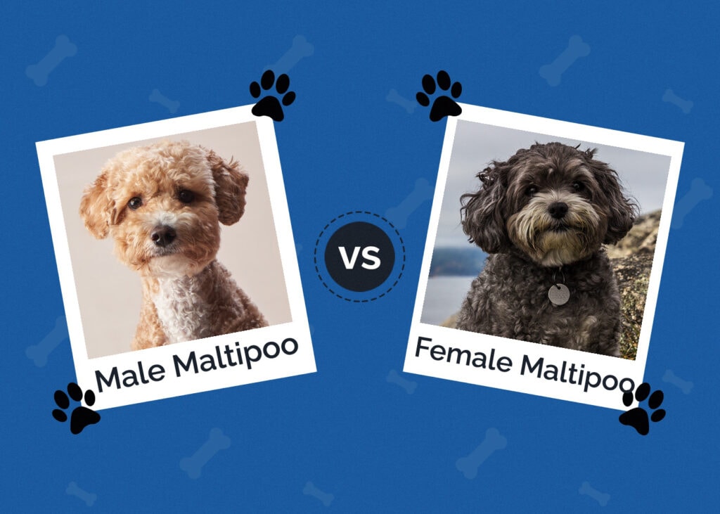 Male vs Female Maltipoo