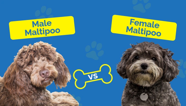 Male vs Female Maltipoo - Featured Image