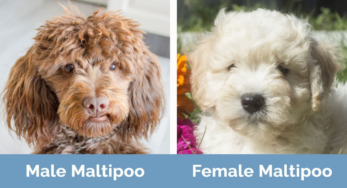 Male vs Female Maltipoo - Visual Differences