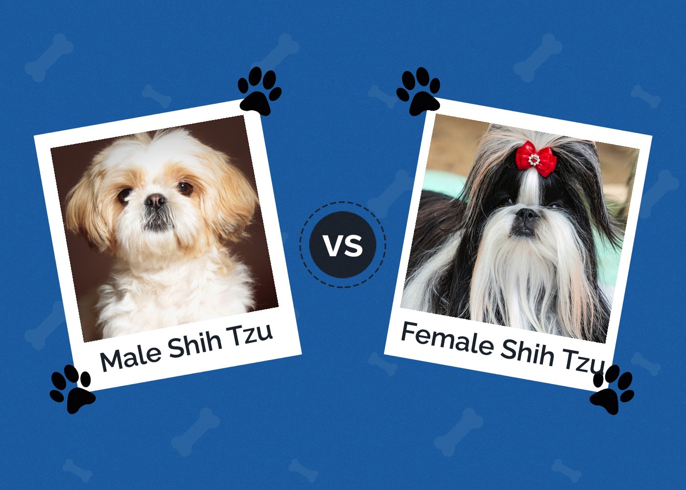 Male vs Female Shih Tzu