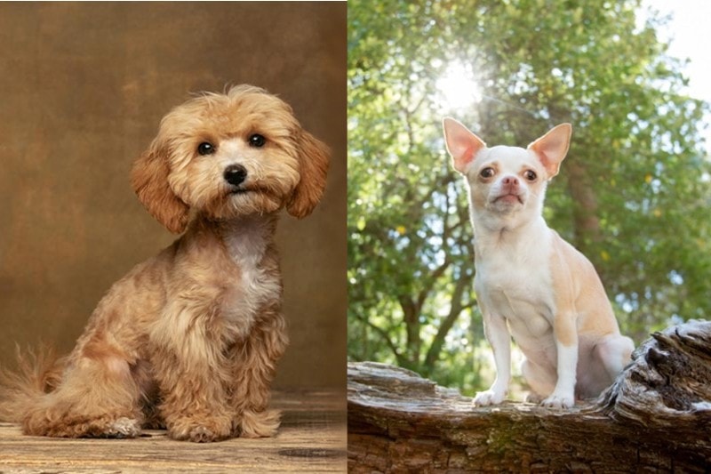 Maltipoo and Chihuahua