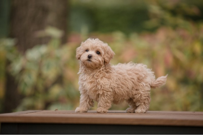 Maltipoo puppy outdoors