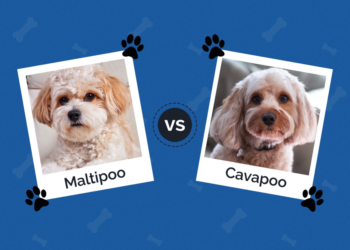 Maltipoo vs Cavapoo