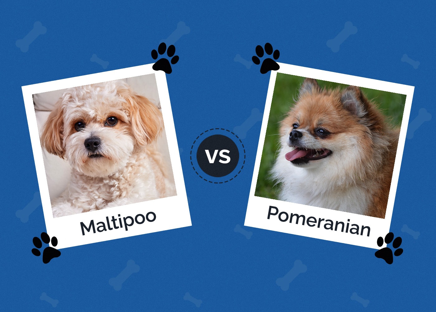 Maltipoo vs Pomeranian