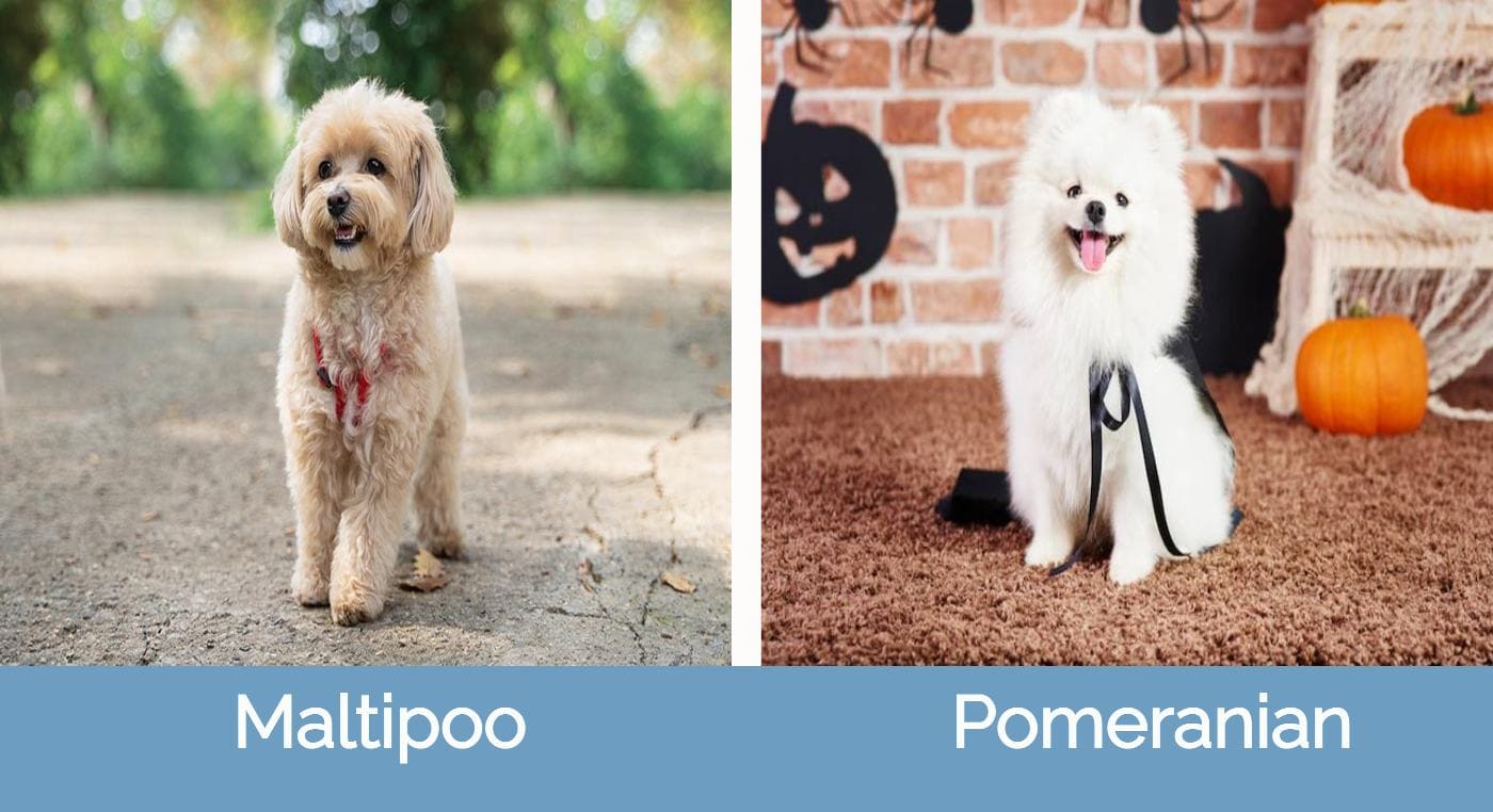 Maltipoo Vs Pomeranian – How Do They Compare? | Hepper