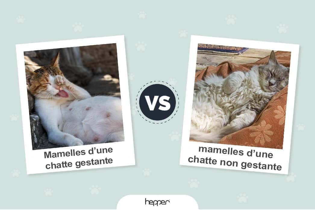 Mamelles d’une chatte gestante VS mamelles d’une chatte non gestante