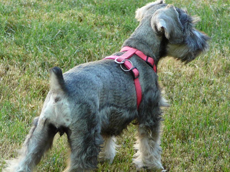 Miniature Schnauzer standing in a grass field with a pink harness