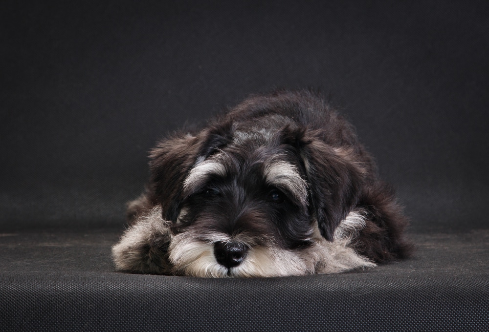 Schnauzer thu nhỏ buồn