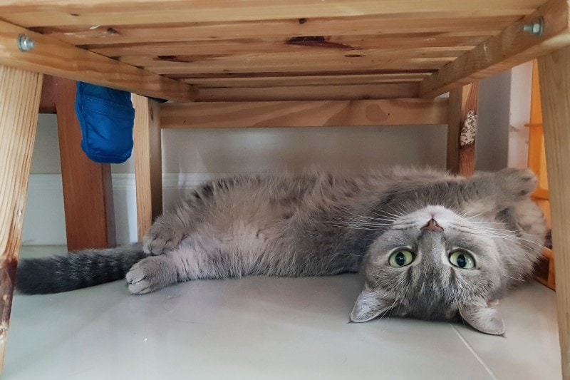 Munchkin British Shorthair Mix sleeping on her belly while relaxing underneath a wooden stool