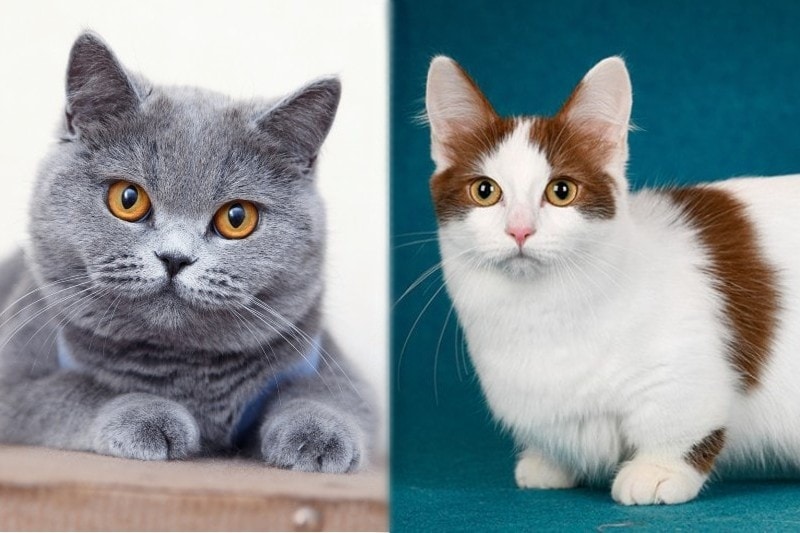 Munchkin British Shorthair Cat Mix Care Guide, Pictures, Info & More