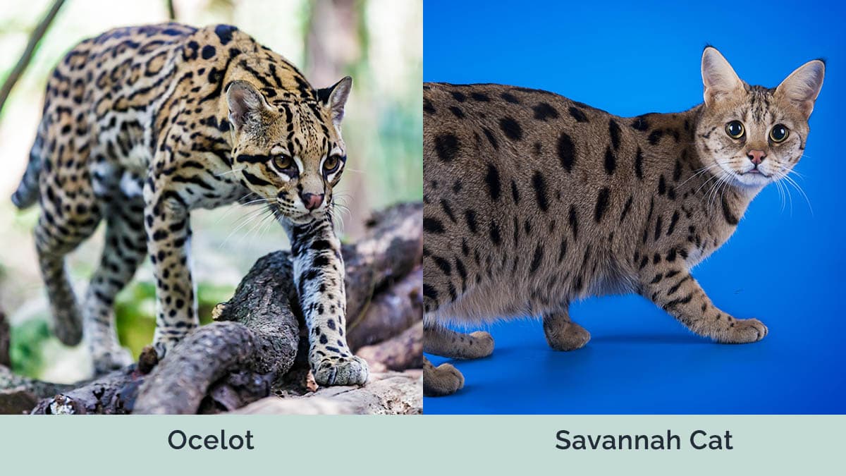 Mèo Ocelot vs Savannah cạnh nhau