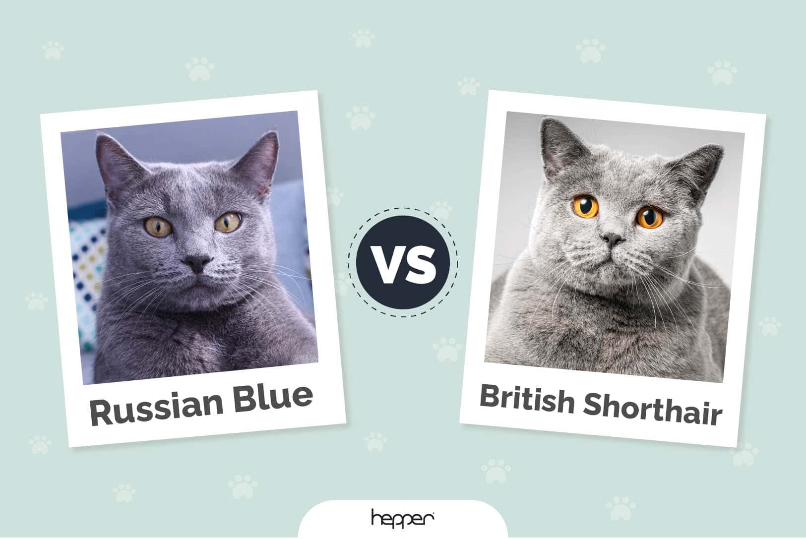 Russian Blue vs British Shorthair Cat