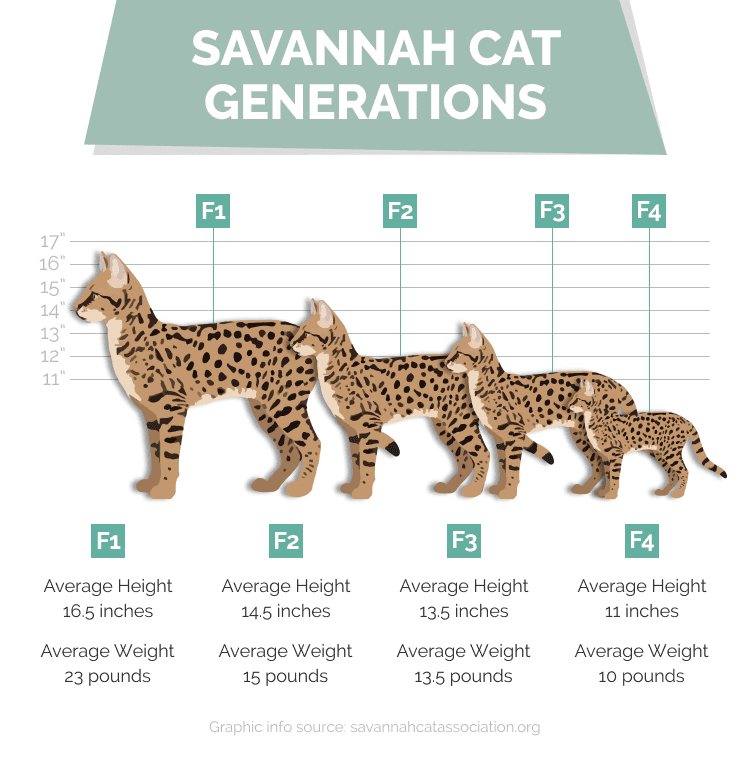 Savannah_Cat_Generations