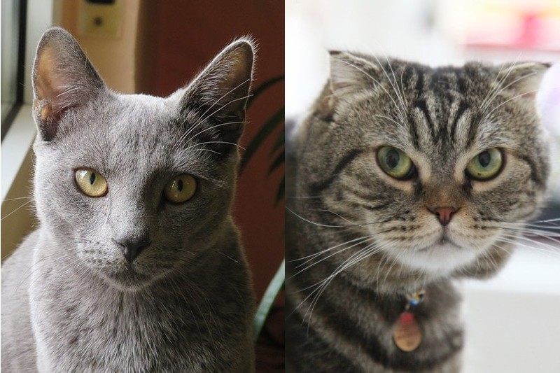 Scottish Fold Russian Blue Mix