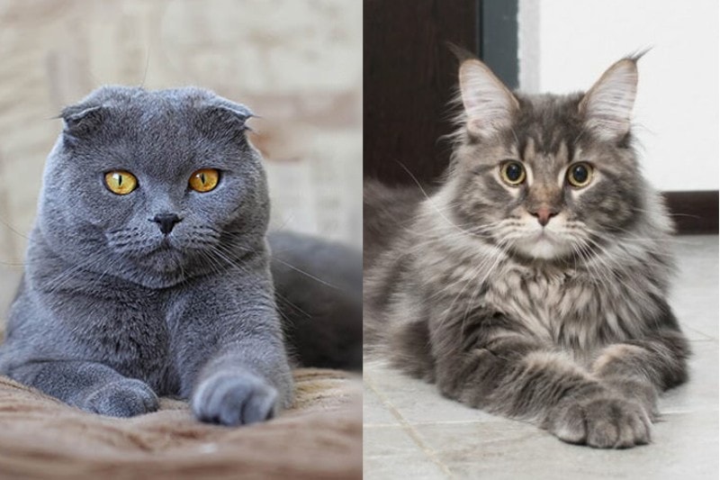Mèo Xoắn Xoắn và Maine Coon