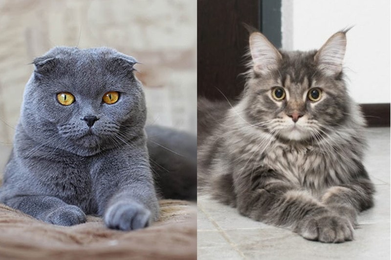 Scottish Fold and Maine Coon