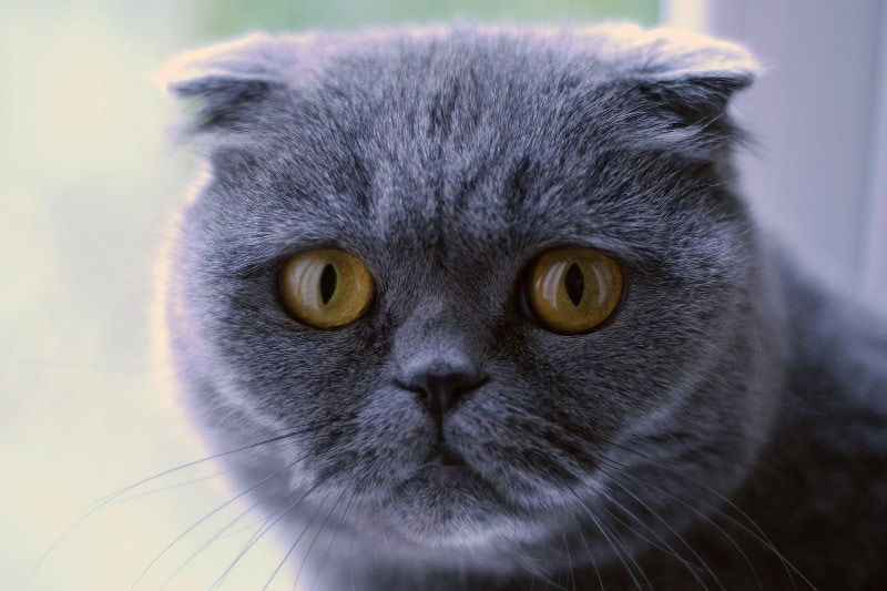 Scottish Fold cat (blue) face closeup shot