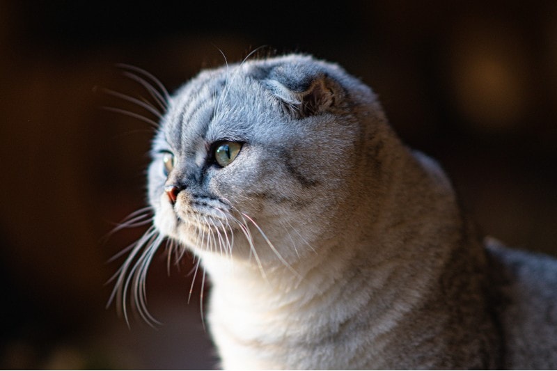 Scottish Fold cat