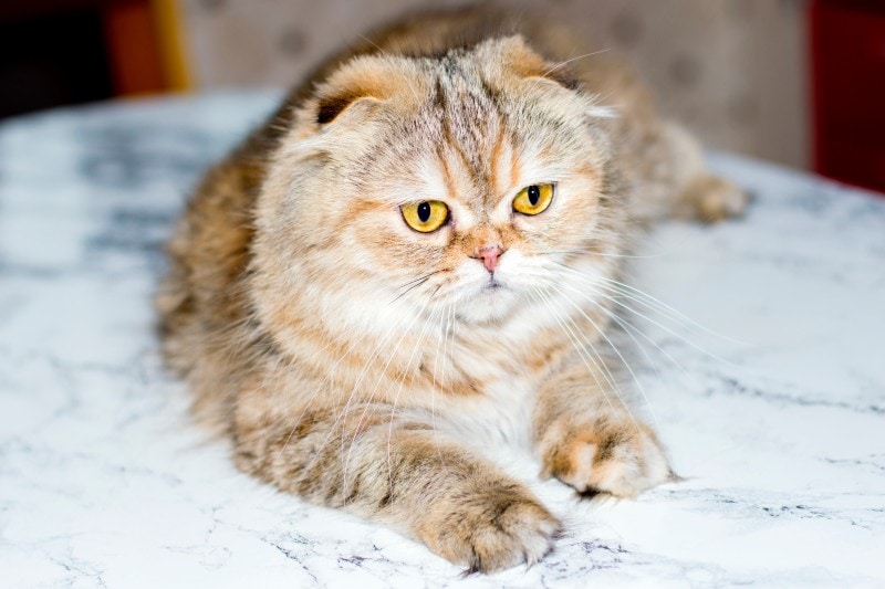 Scottish fold Highland golden chinchilla