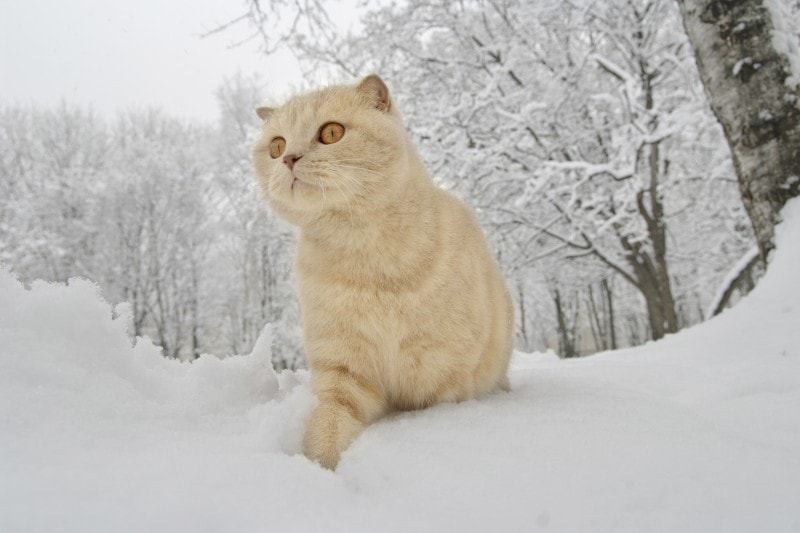 Scottish fold fawn walks through the snow