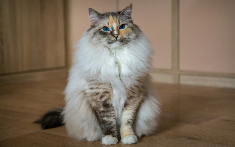 Seal Tortie Lynx Point Ragdoll cat