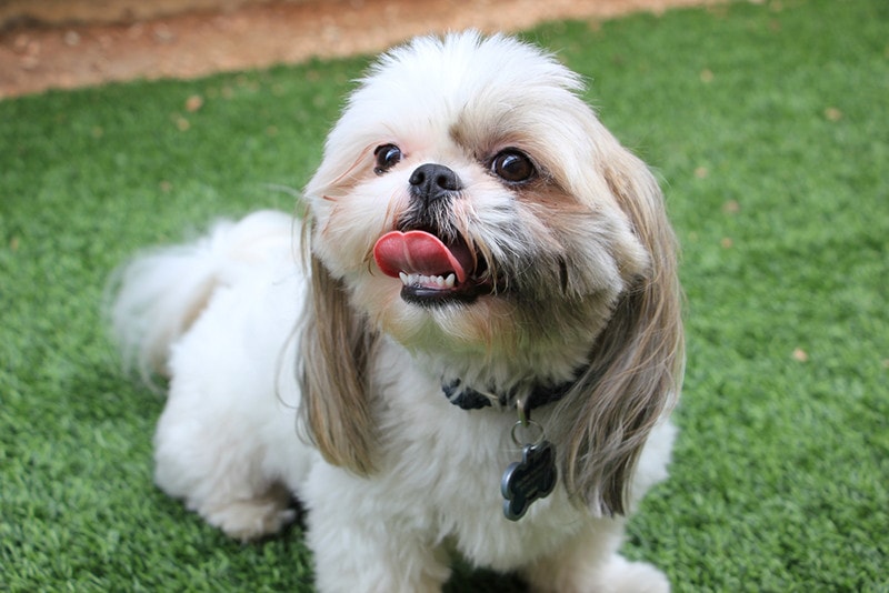 Shih Tzu Showing Teeth