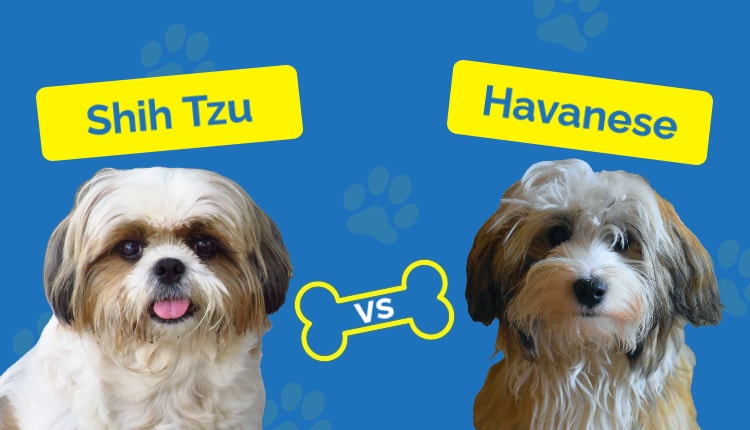 Shih Tzu vs Havanese - Featured Image