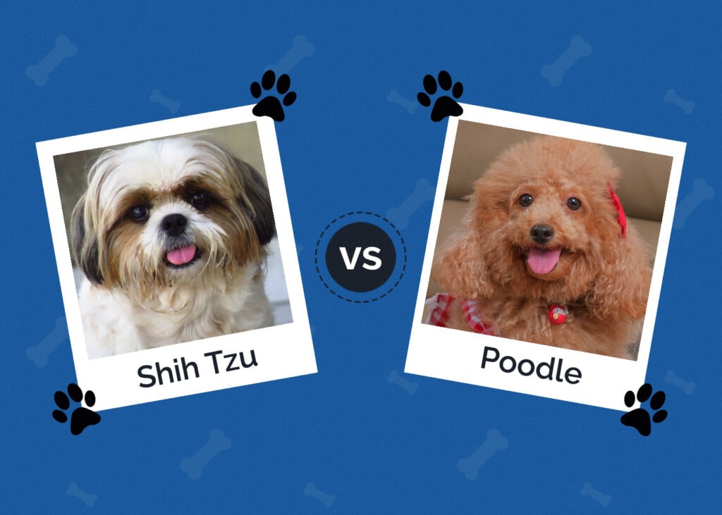 Shih Tzu vs Poodle