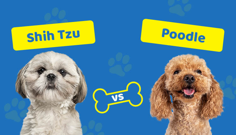 Shih Tzu vs Poodle