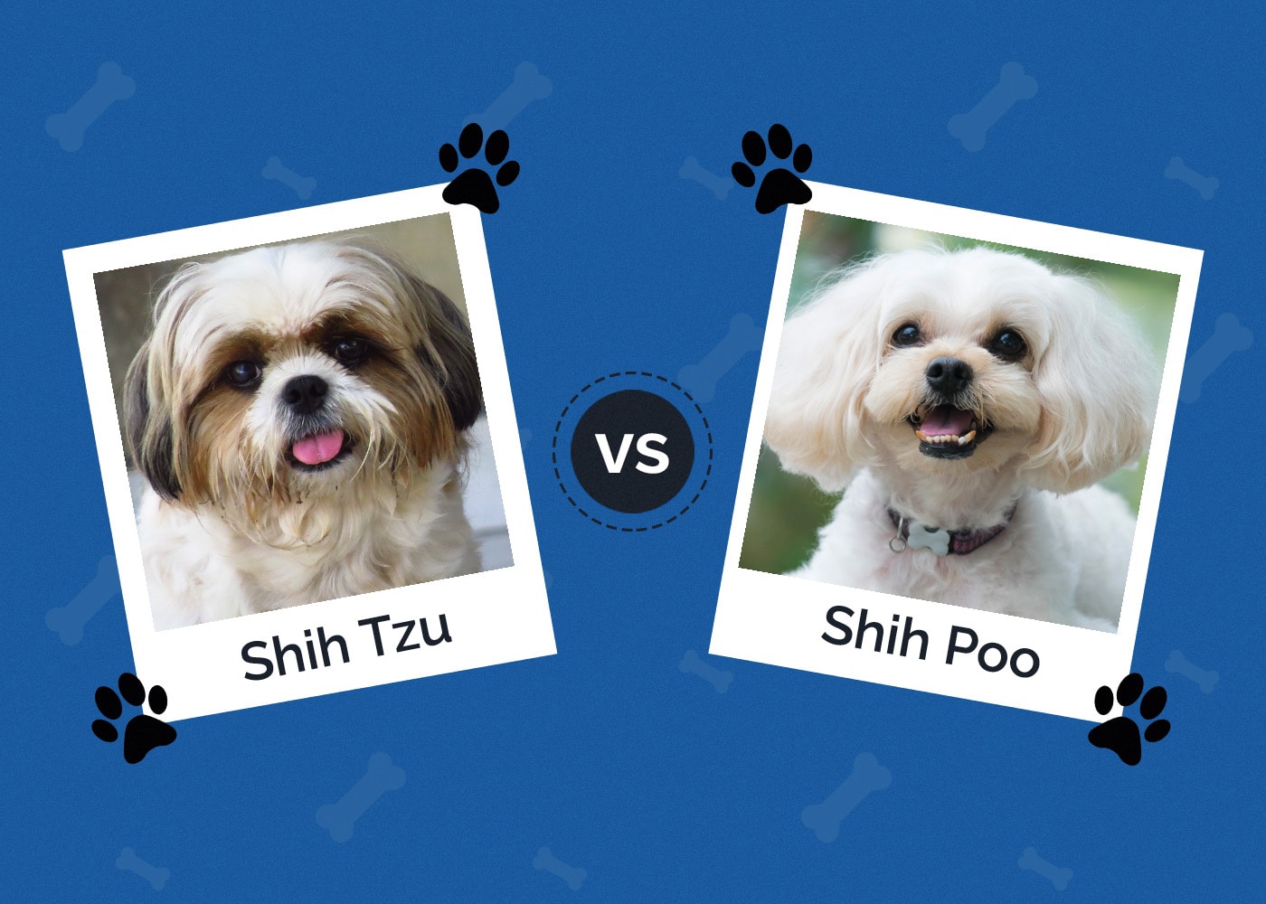 Shih Tzu vs Shih Poo