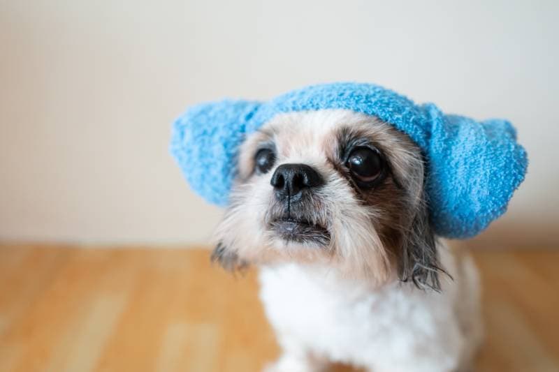 Shih tzu dog wearing blue towel on head after a bath