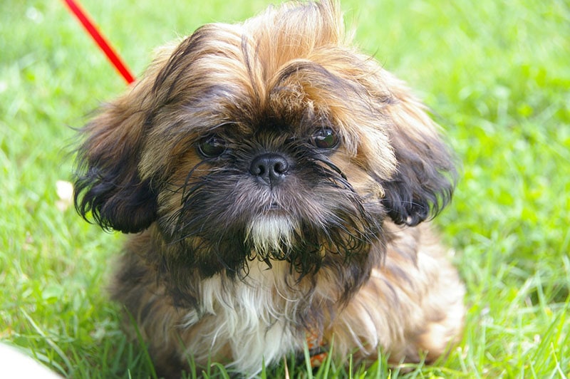 Shih tzu puppy