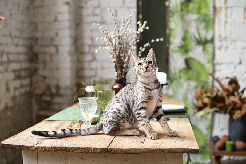 Silver Savannah Cat