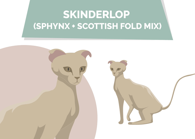 Skinderlop: Sphynx and Scottish Fold mix