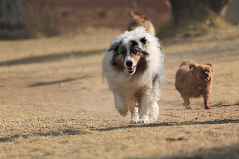 Two dogs running in the park