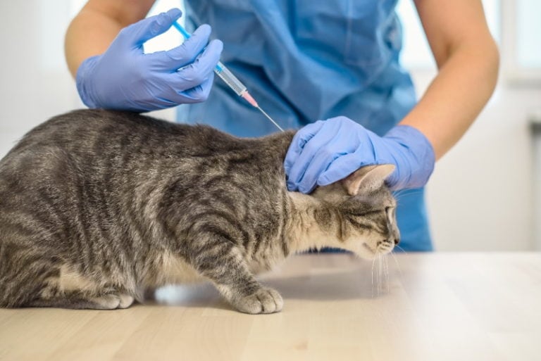 cat-teenage-years-what-to-expect-from-cat-adolescence-hepper