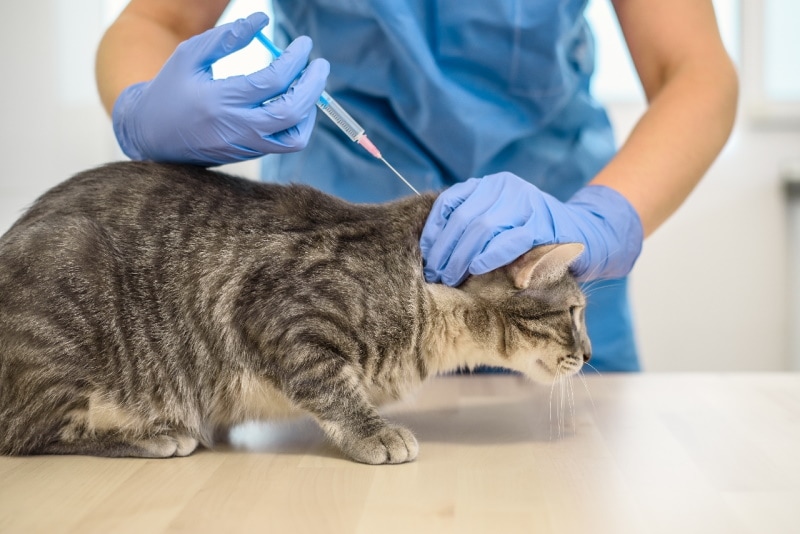 Bác sĩ thú y tiêm vắc-xin cho một con mèo xám