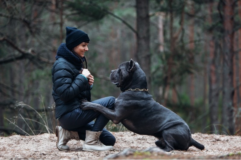 Women doing dog training in a brindle colored cane corso mastiff in the forest