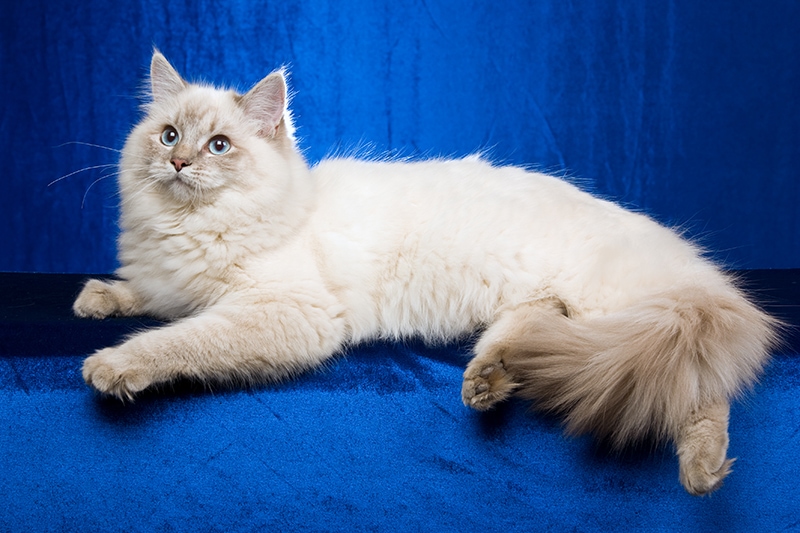 a blue point ragdoll